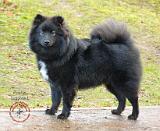 Finnish Lapphund